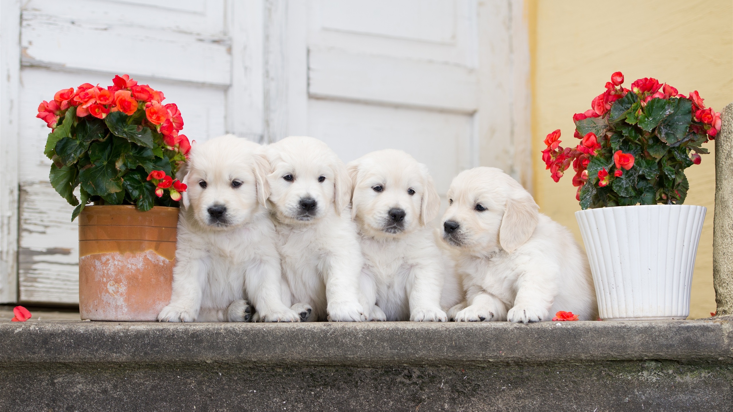 Puppies Animals Flowers Door Begonias Stairs 2560x1440
