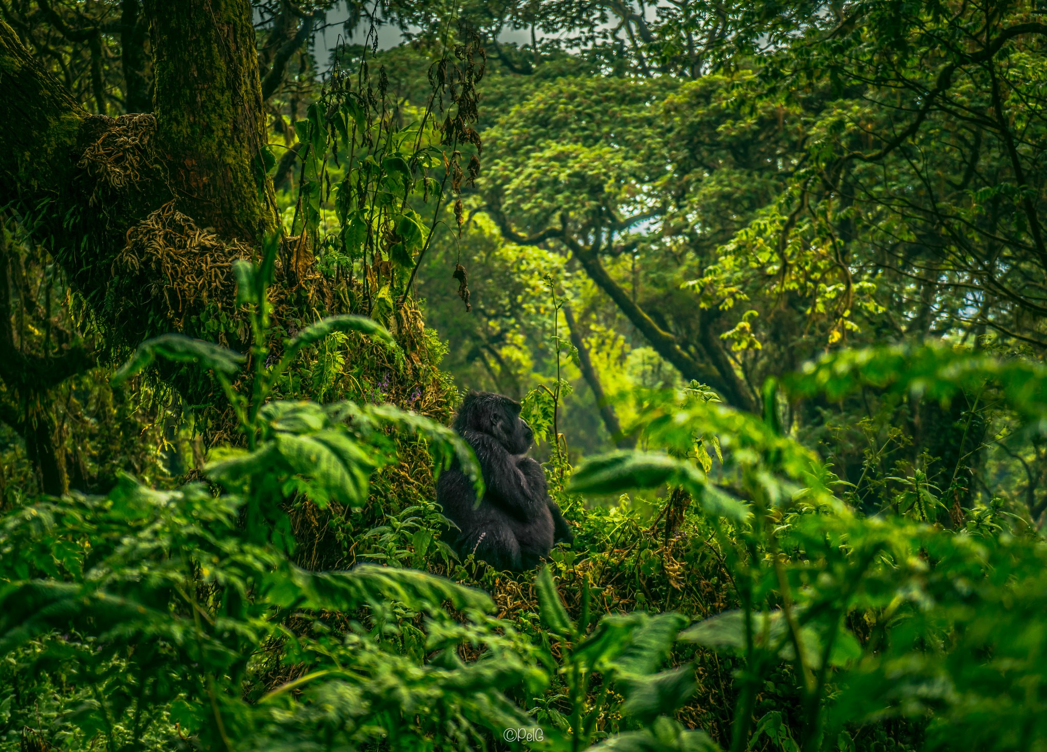 Photography Gorillas Green Trees Plants Looking Away Moss Looking Into The Distance Jungle Animals 2048x1471