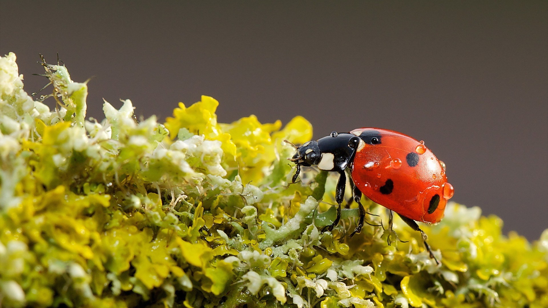 Ladybugs Nature Macro Insect 1920x1080