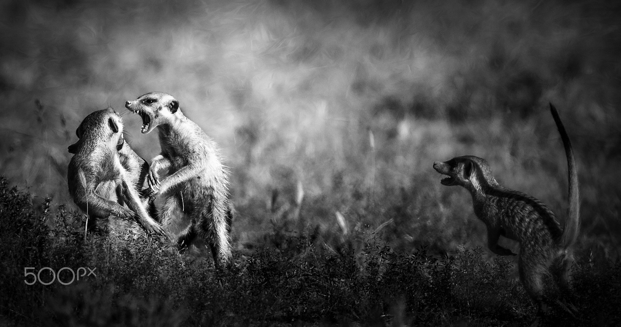 Monochrome Animals Nature 500px Meerkats Fighting 2048x1081