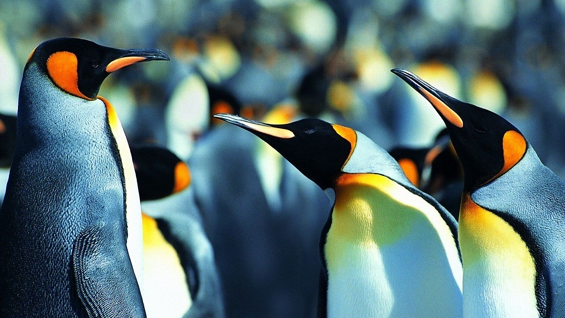 Animal Penguin King Penguin 1920x1080