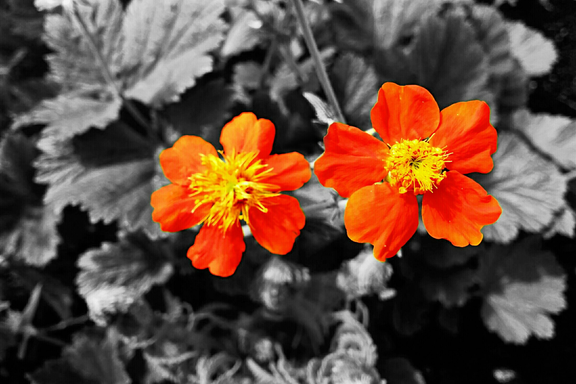 Flower Plant Earth Nature Selective Color 2200x1466