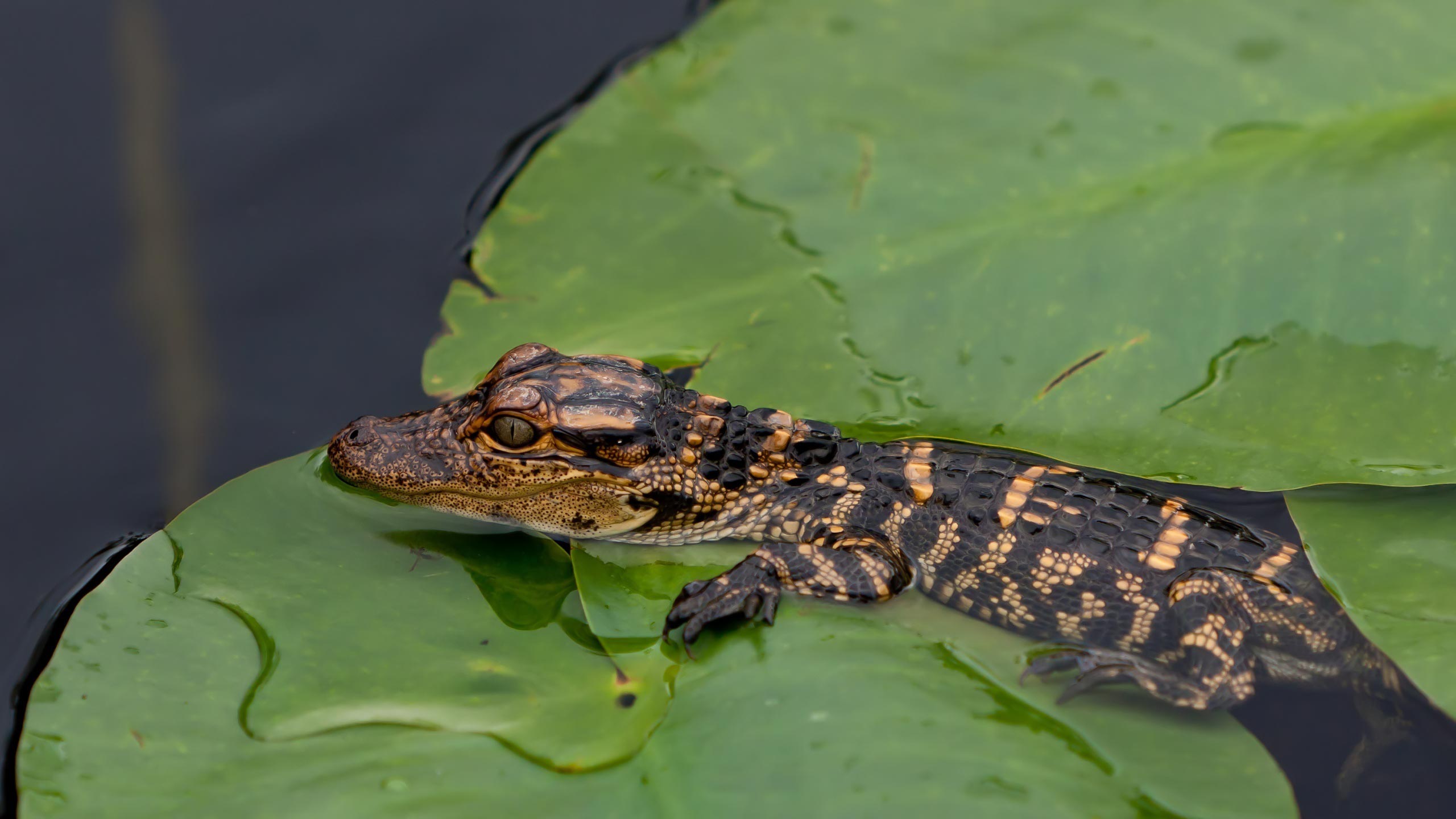 Crocodile Alligator Baby Animal Wildlife 2560x1440