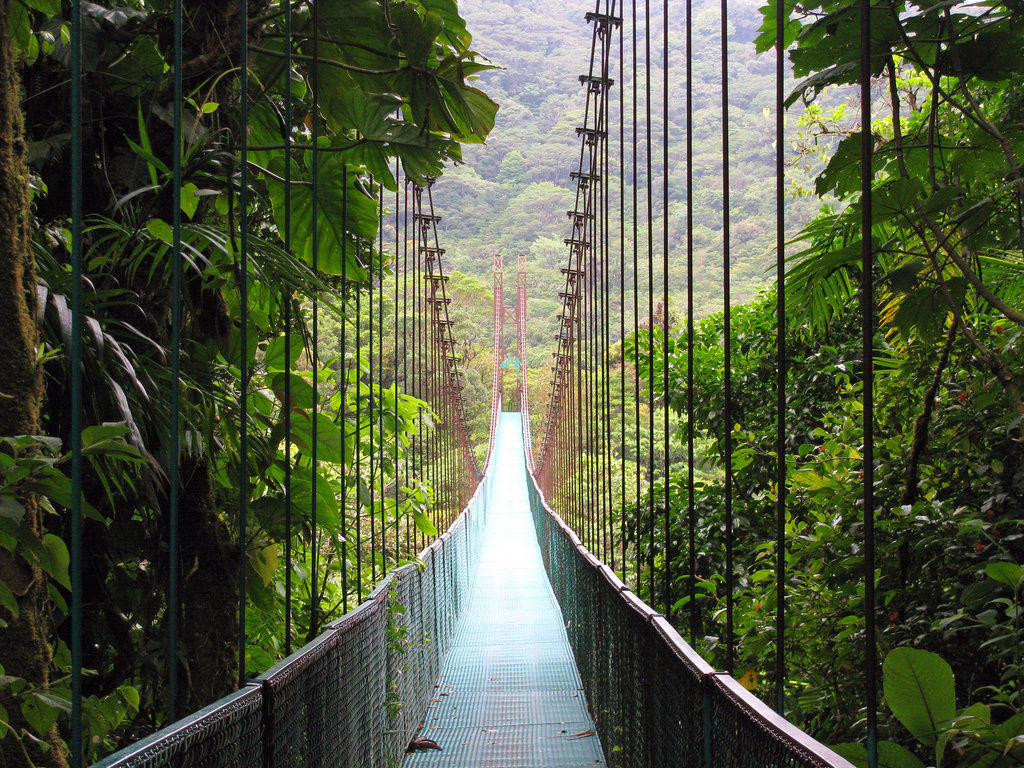 Bridge Forest Suspension Bridge Nature Jungle 1024x768