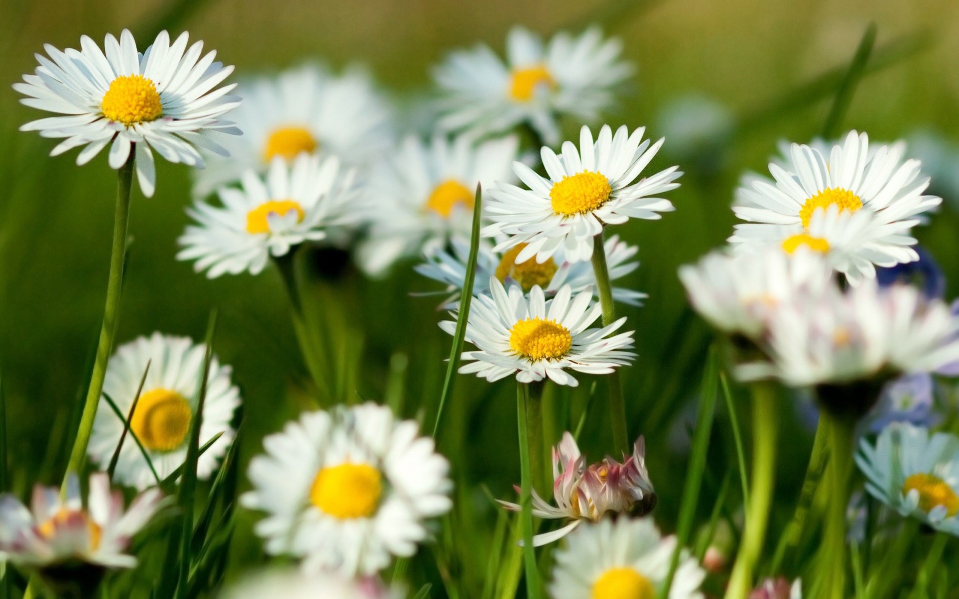Daisies White Flowers Flowers Plants 1920x1200