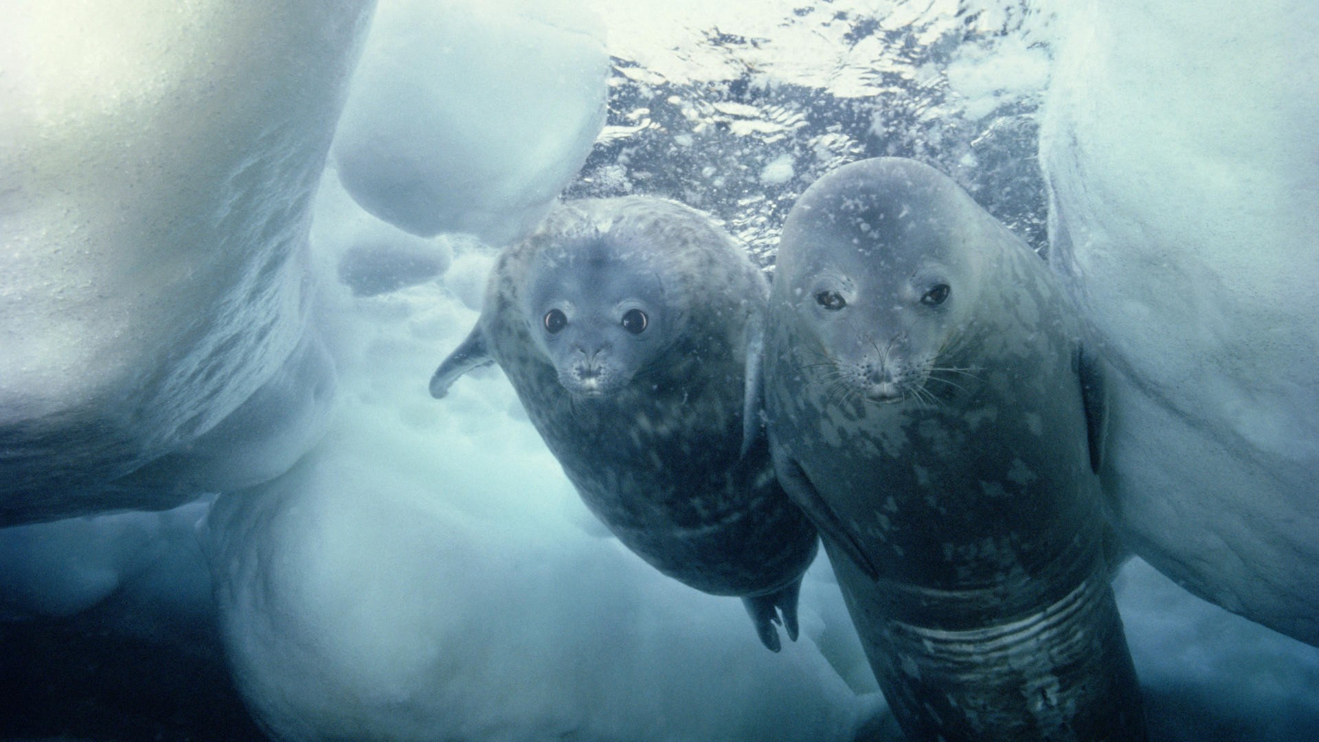 Seals Animals Underwater 1920x1080