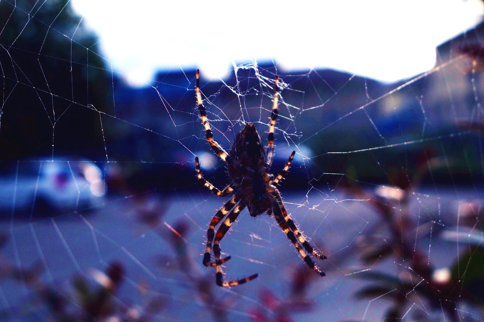 Animals Spider Spider Webs Depth Of Field Urban 1920x1279