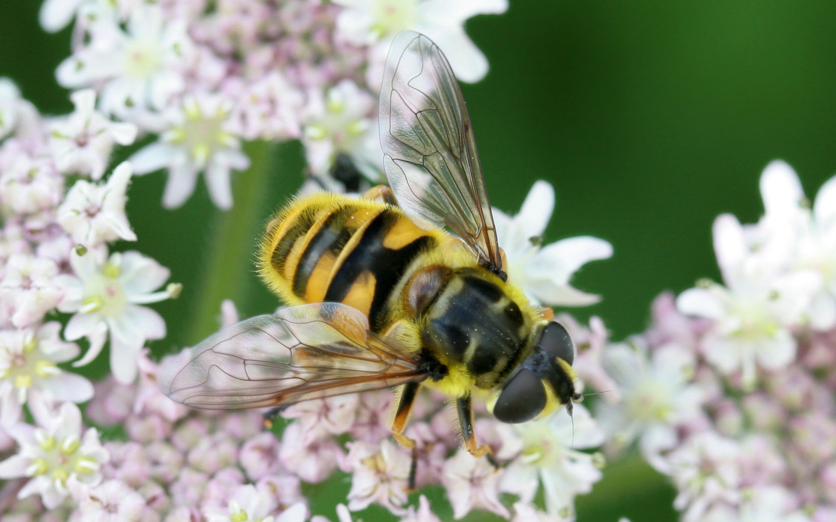 Animal Hoverfly 1680x1050