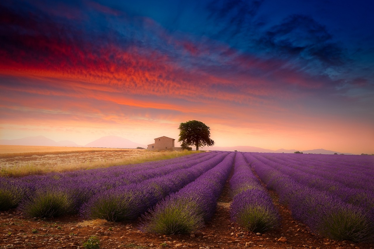 Lavender Field Summer Trees Sunset Clouds Farm Flowers Nature Landscape France Provence Colorful 1280x854