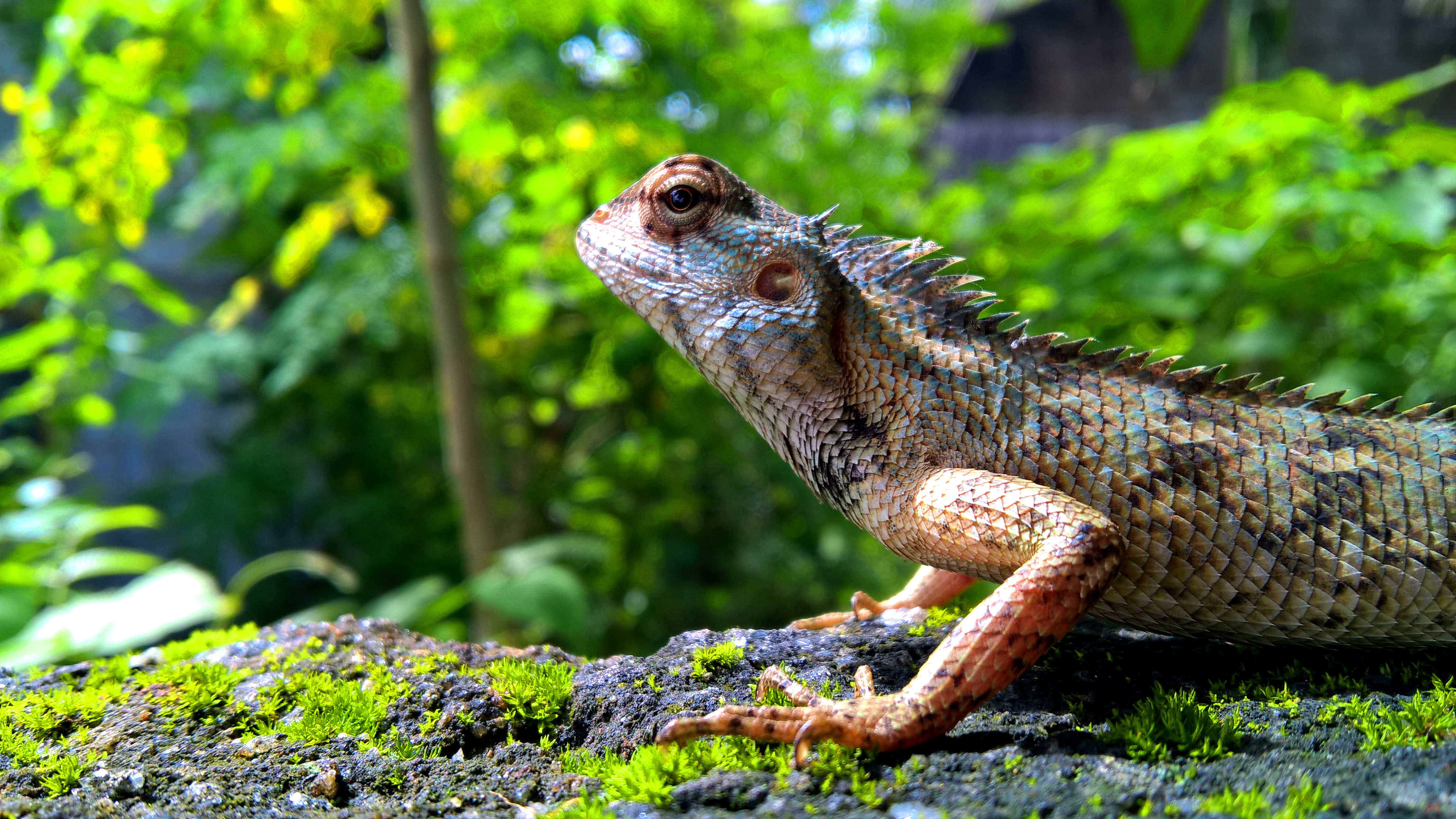 Leaves Trees Animal Eyes Lizards 4208x2368