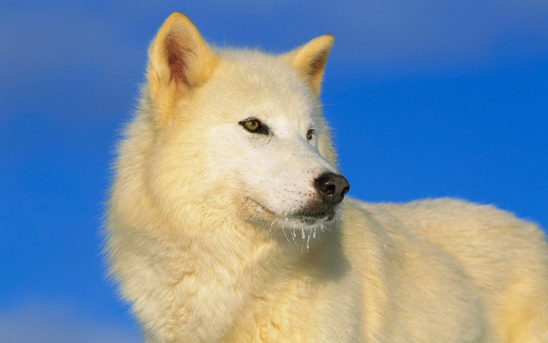 Arctic Wolf Wolf 1920x1200