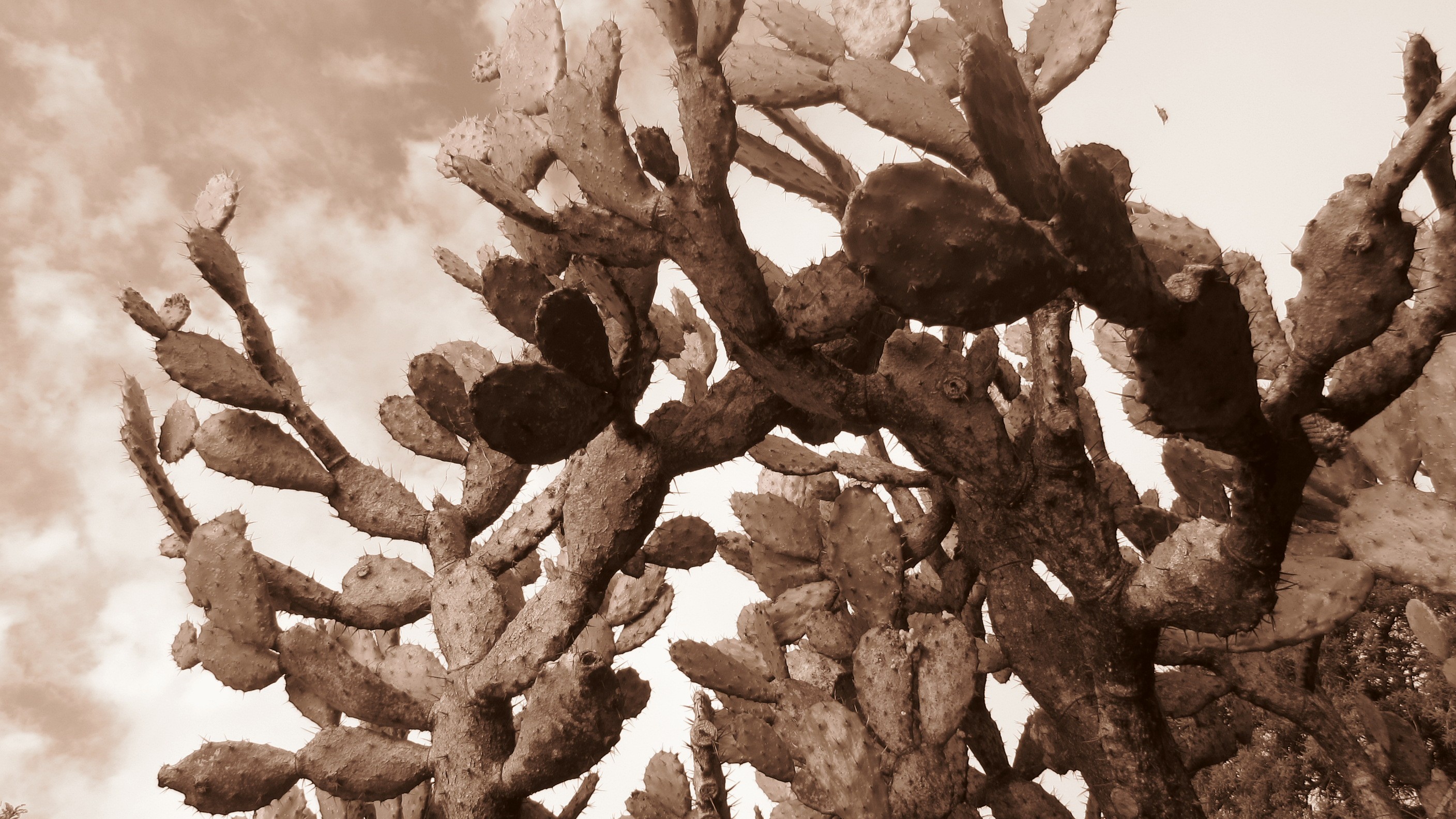 Cactus Sepia Nature Plants Succulent 2816x1584