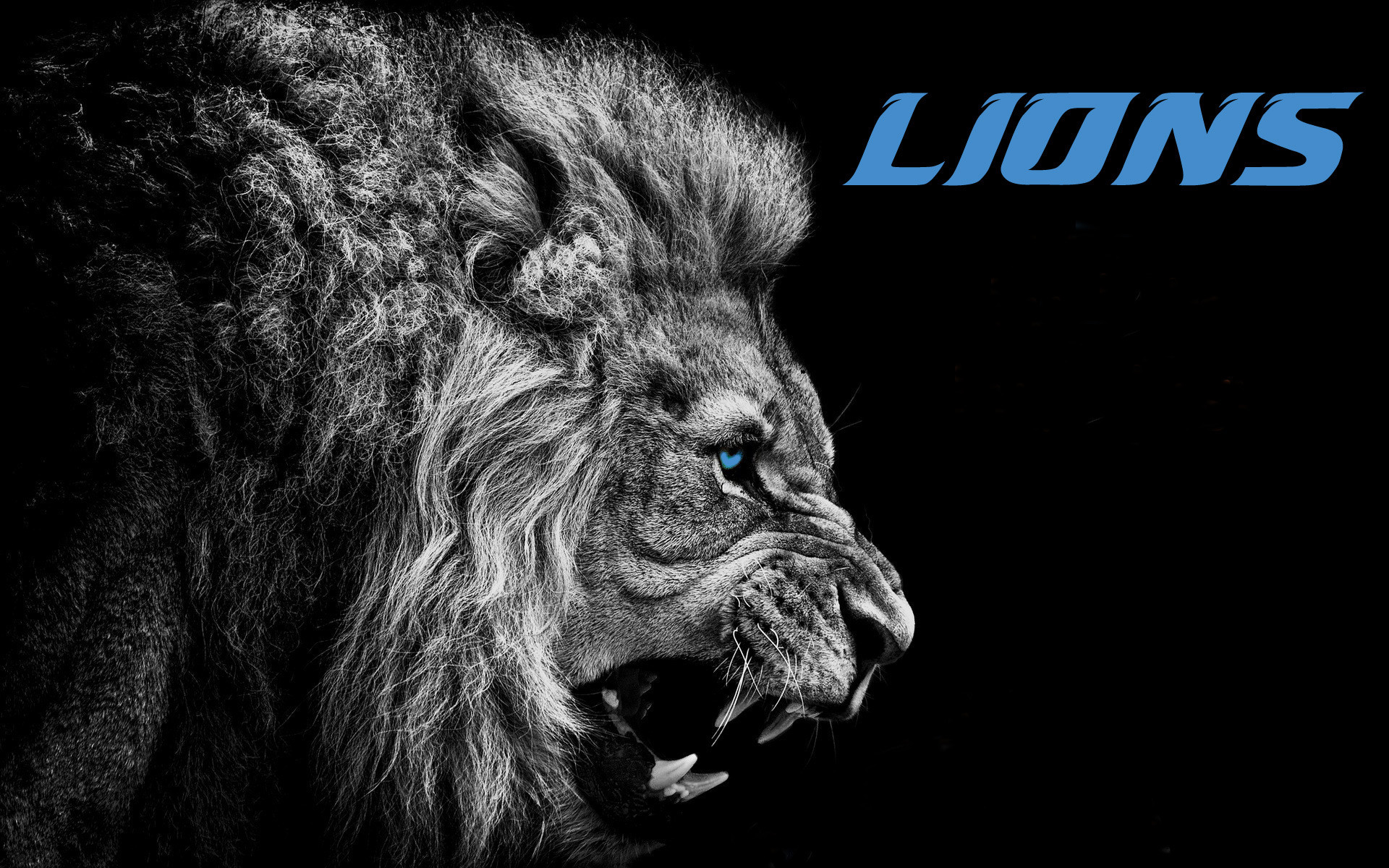 Detroit Lions American Football NFL Blue Eyes Selective Coloring Big Cats 1920x1200