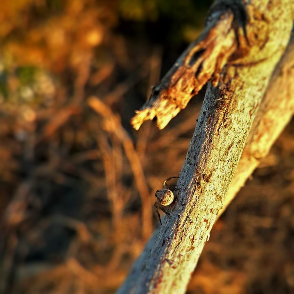 Nature Turkey Izmir Spider Wood Top View 1024x1024