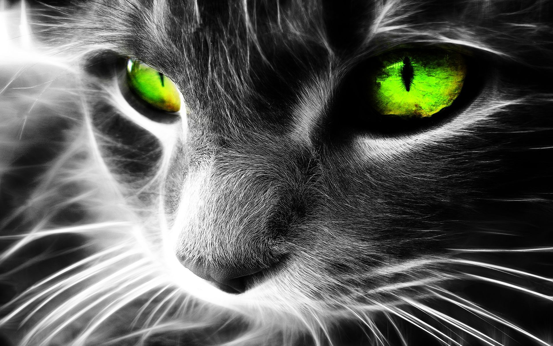 Fractalius Cats Green Eyes Selective Coloring Animals Digital Art 1920x1200