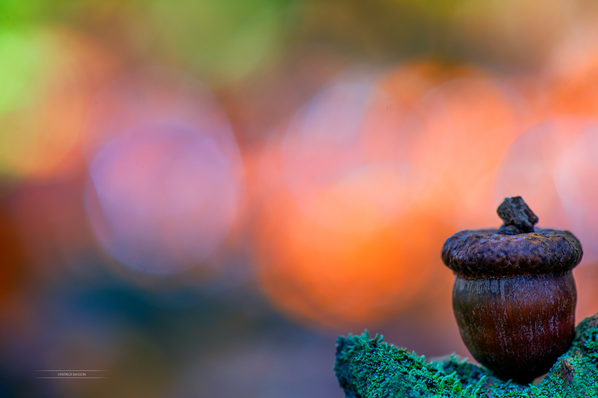 Nature Closeup Acorns Depth Of Field Moss Colorful 2100x1397