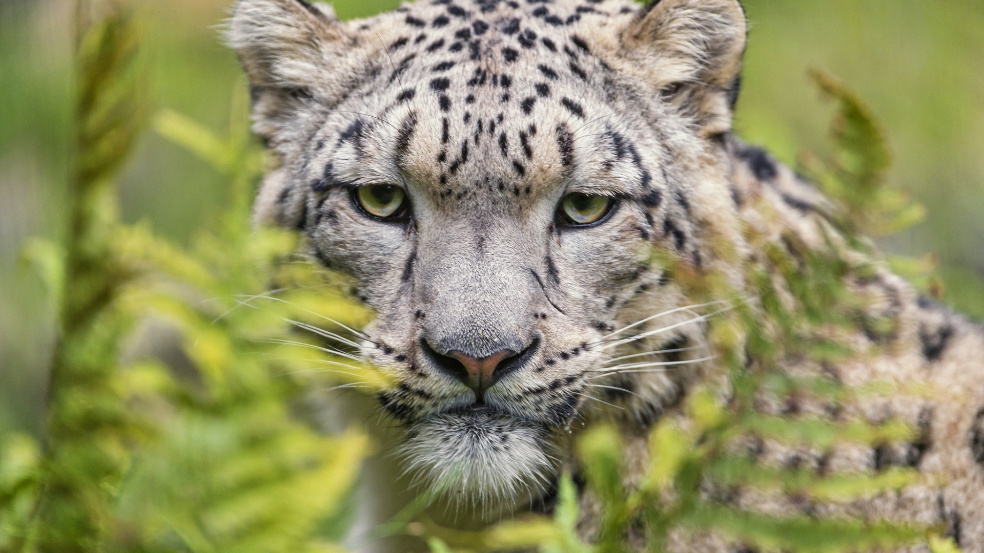 Snow Leopards Animals Leopard Animal 1920x1080