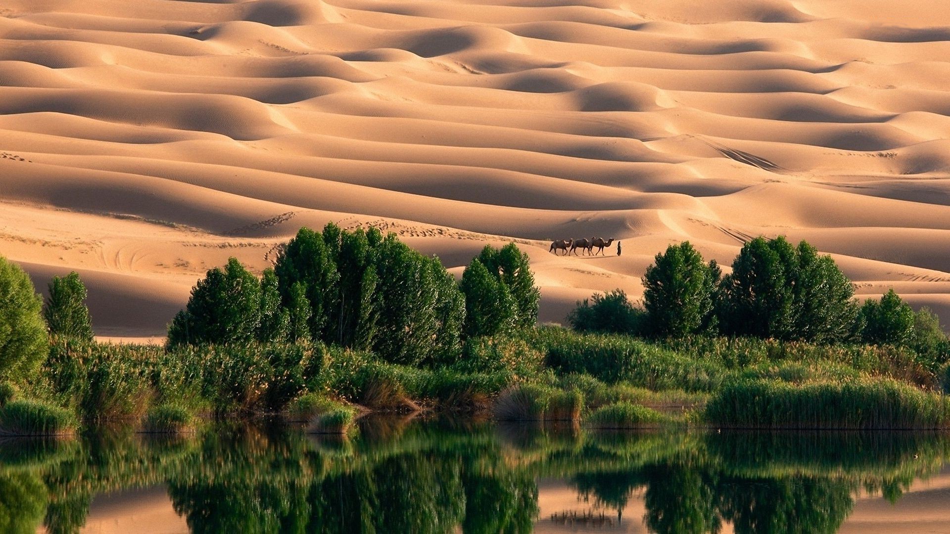 Desert Dunes Trees Nature Landscape Oasis 1920x1080