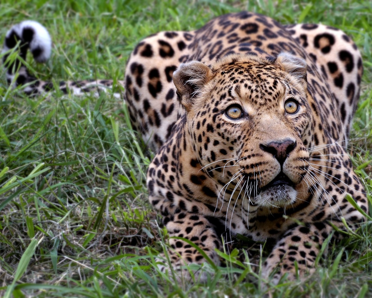 Animals Nature Jaguars Leopard Animal 1280x1024