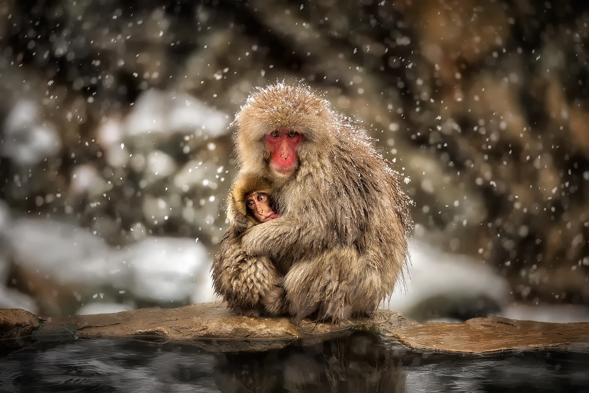 Monkey Snow Macaques Baby Animals Animals Hugging Wildlife 1920x1280