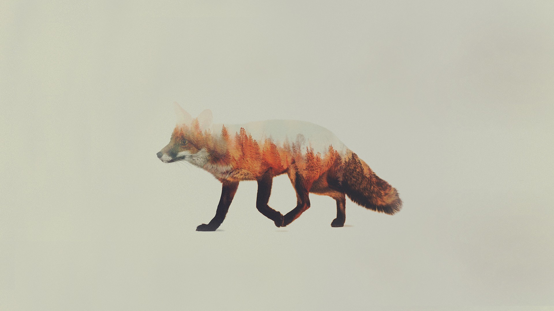 Double Exposure Andreas Lie Animals Fox Simple Background 1920x1080