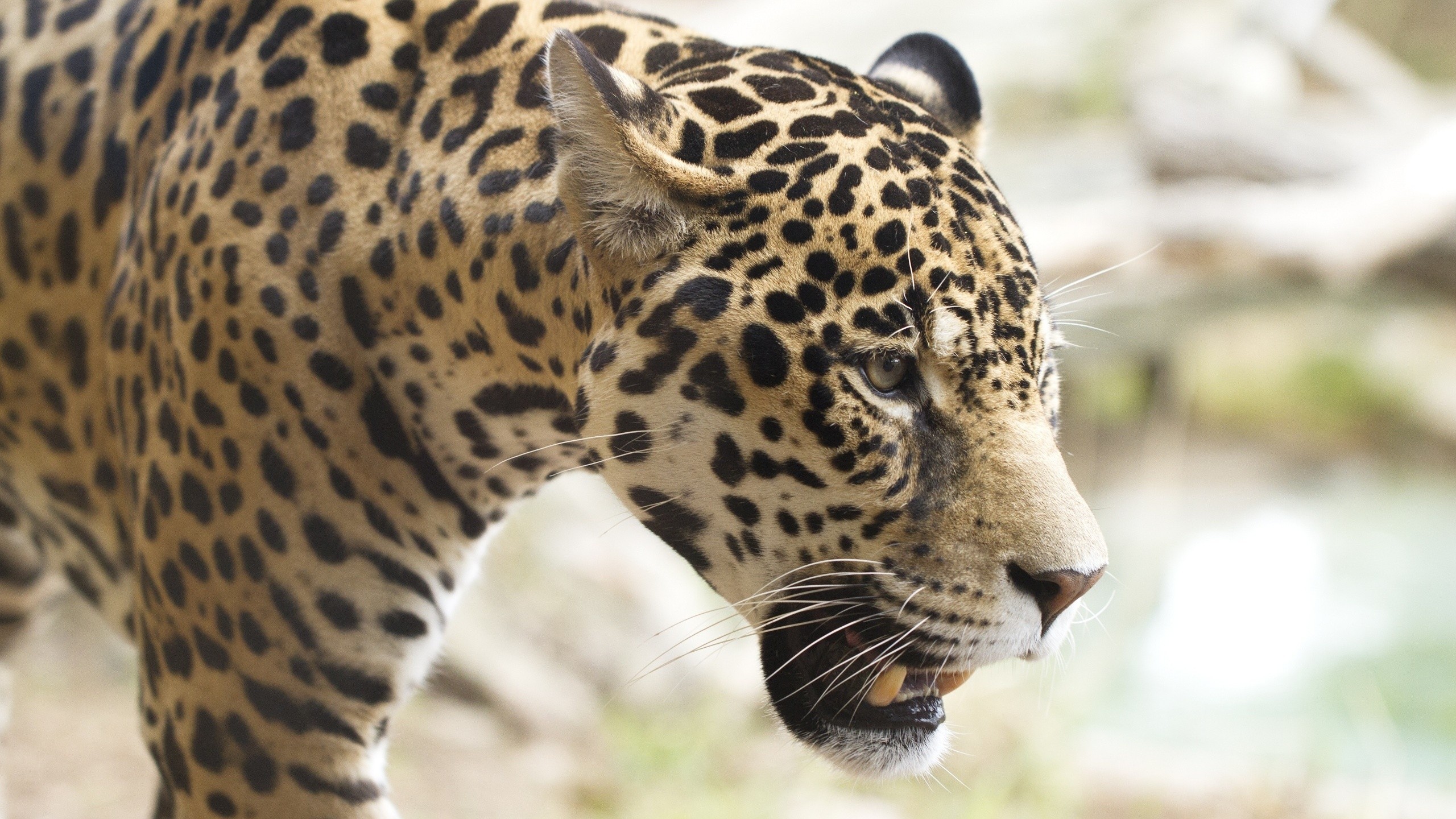 Leopard Leopard Animal Animals Big Cats 2560x1440