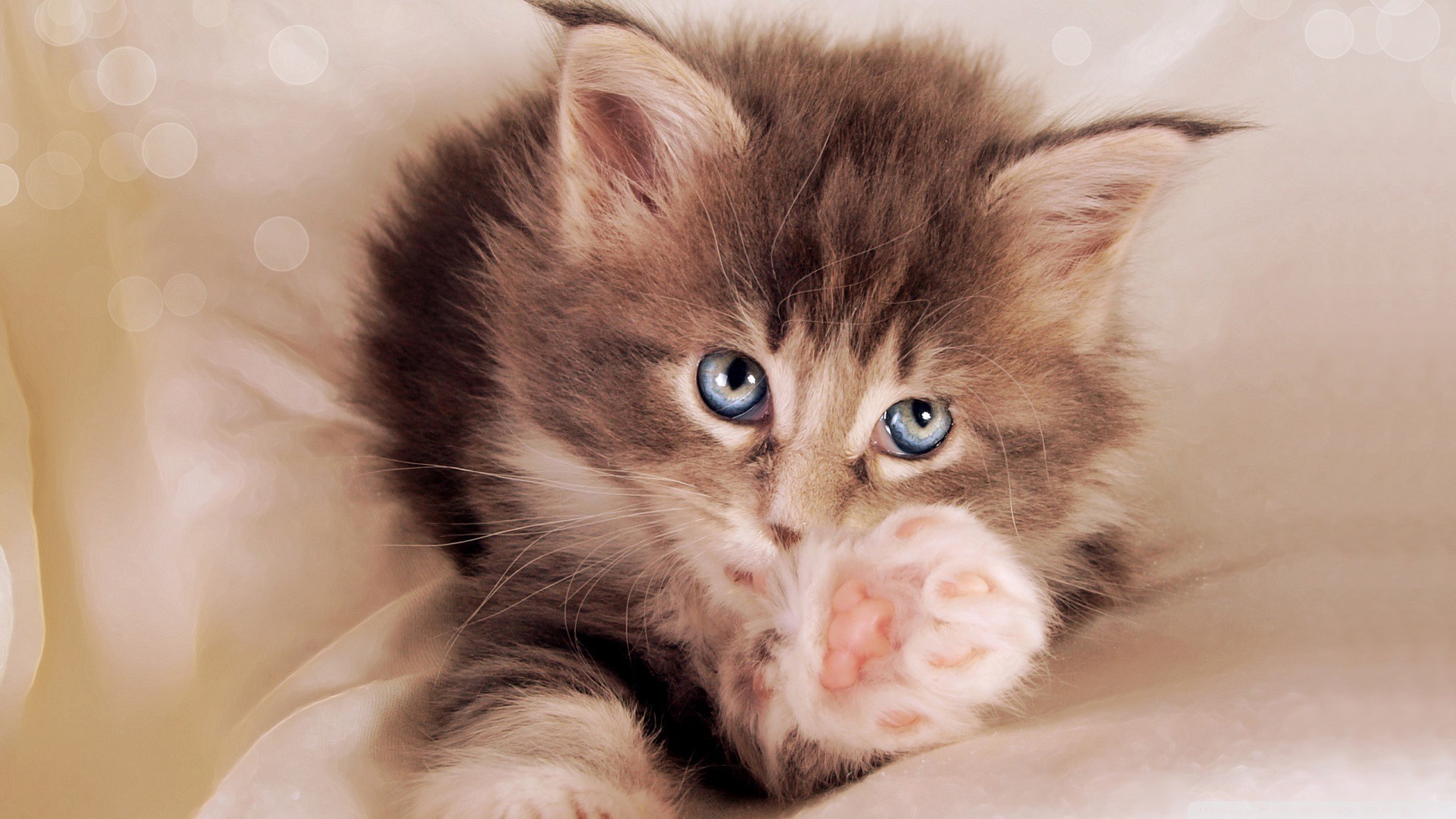 Kittens Paws Animals Blue Eyes Cats 1920x1080