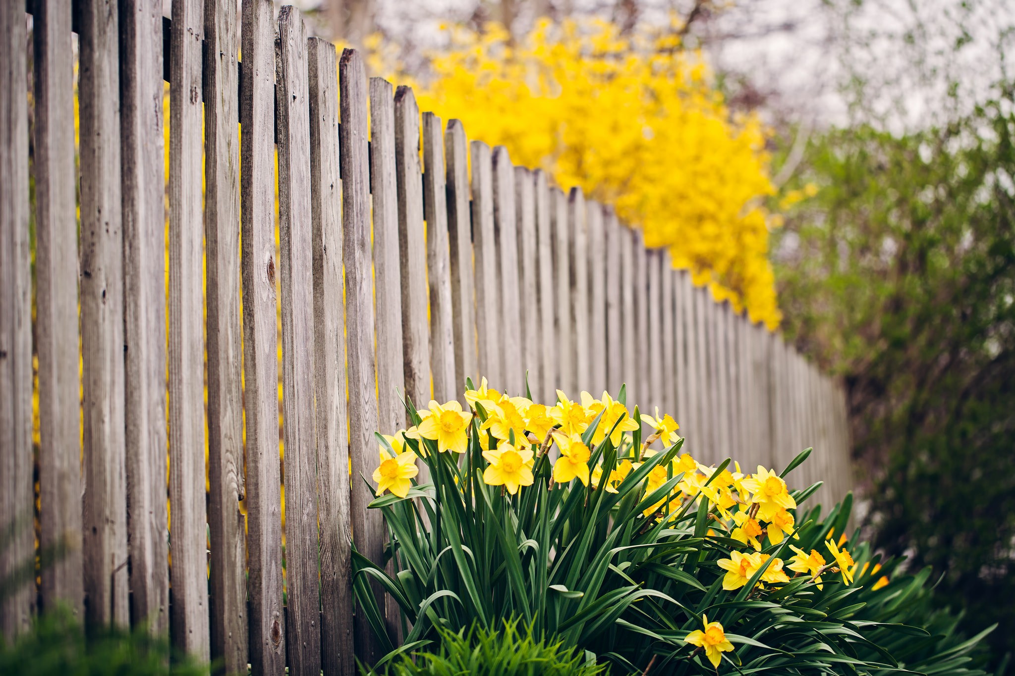 Fence Flowers Daffodils Yellow Flowers Depth Of Field 2048x1365