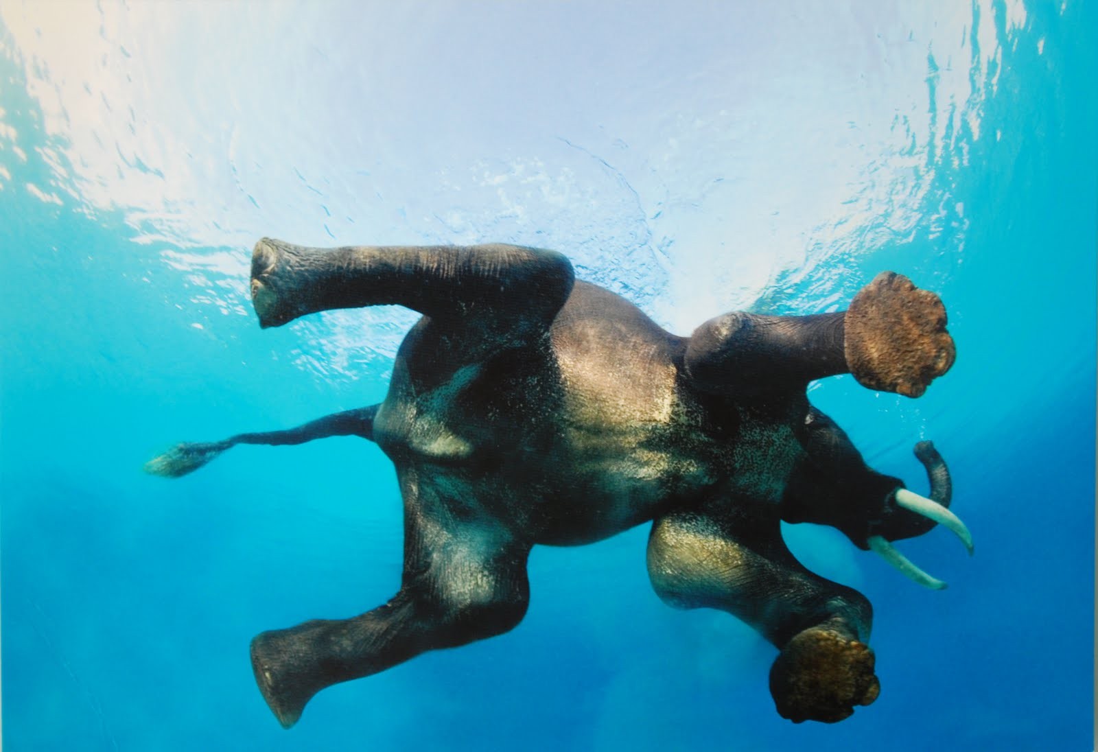 Nature Animals Elephant Water Underwater Swimming Blue Reflection Tusk Movies Cyan 1600x1096