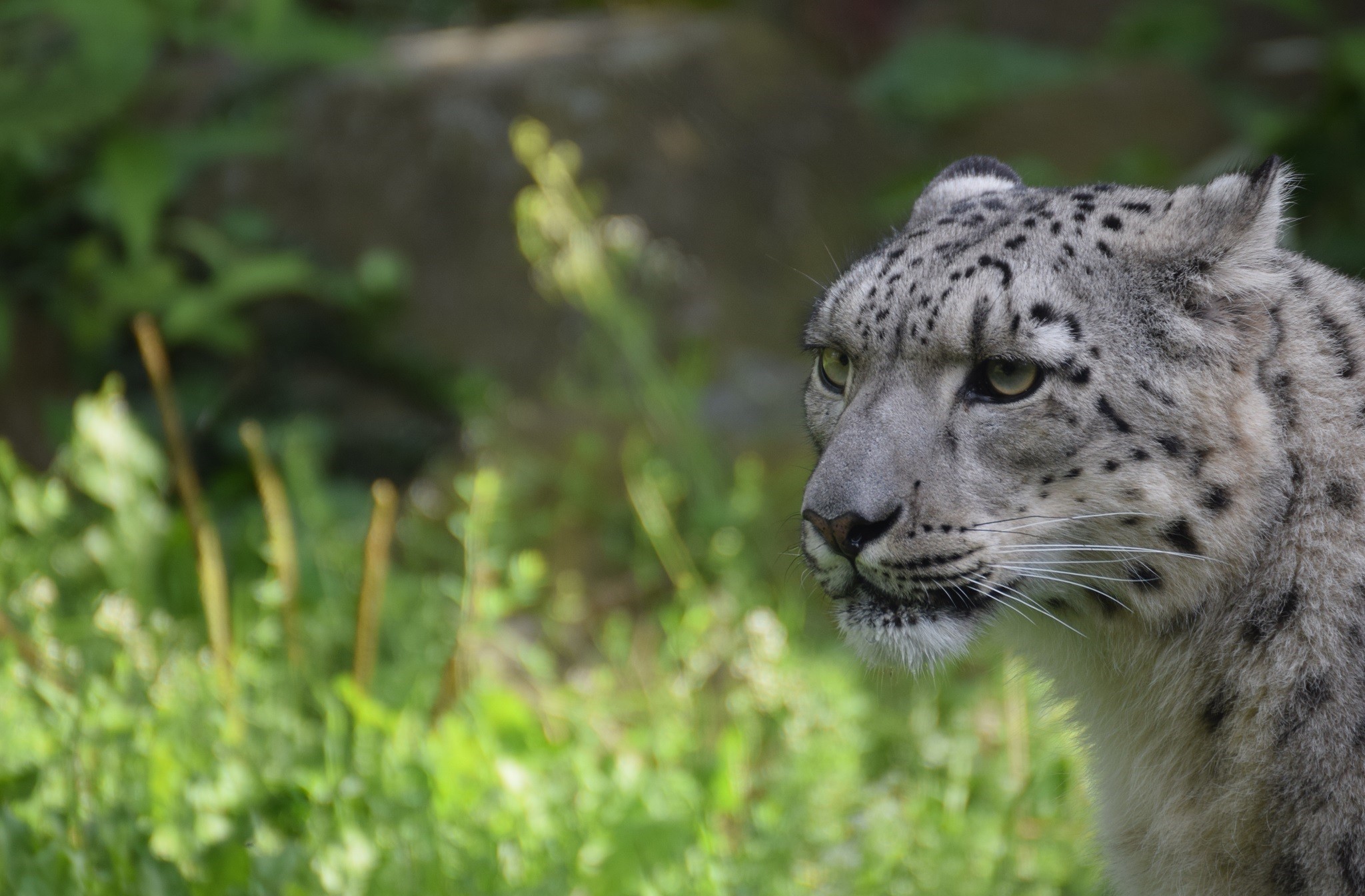 Snow Leopards Animals Big Cats Mammals 2048x1345