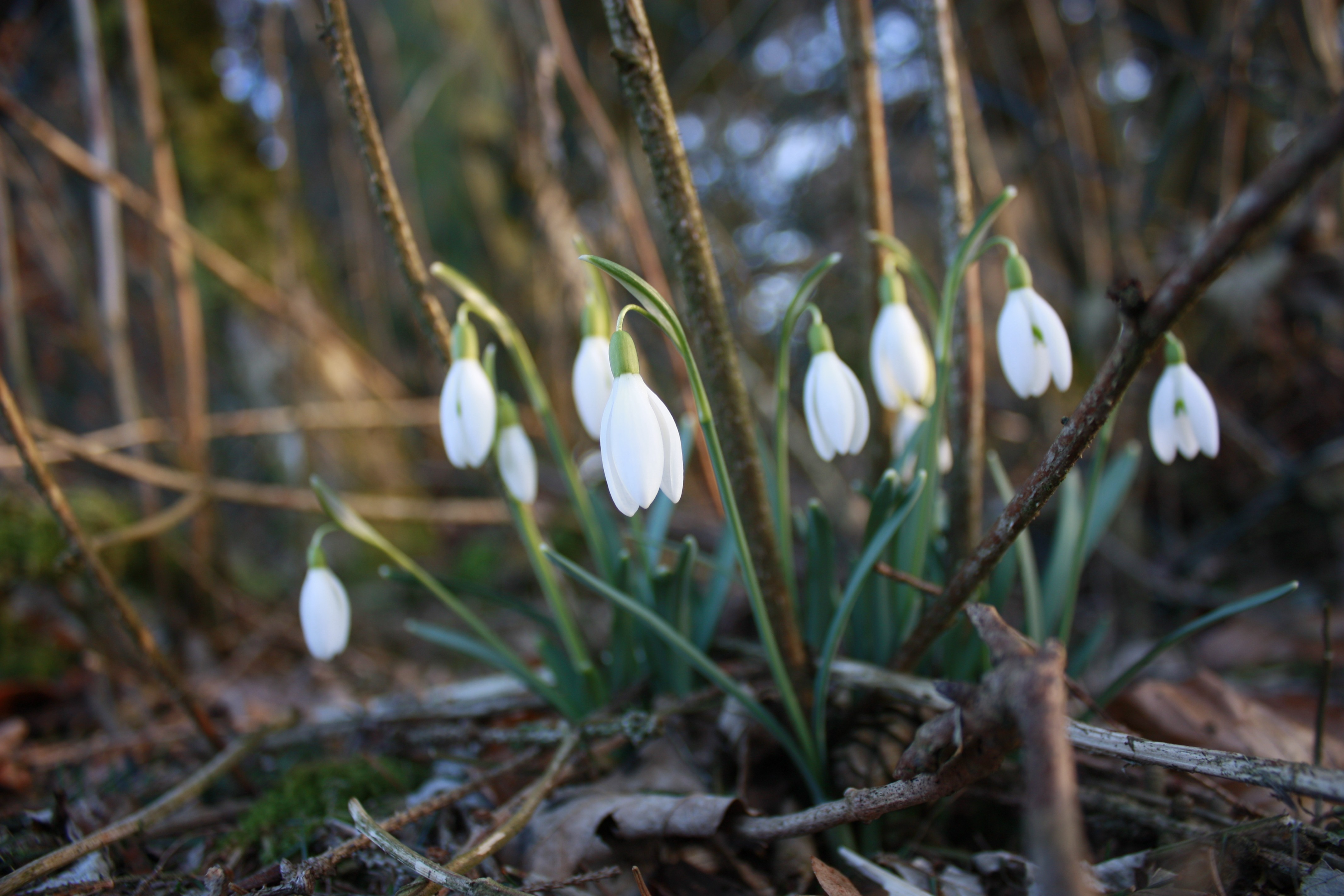 Nature Flowers White Flowers Snowdrops 4272x2848