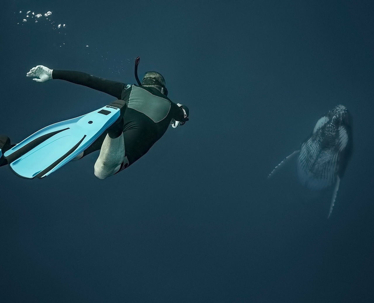 Sea Divers Whale Underwater 1280x1039