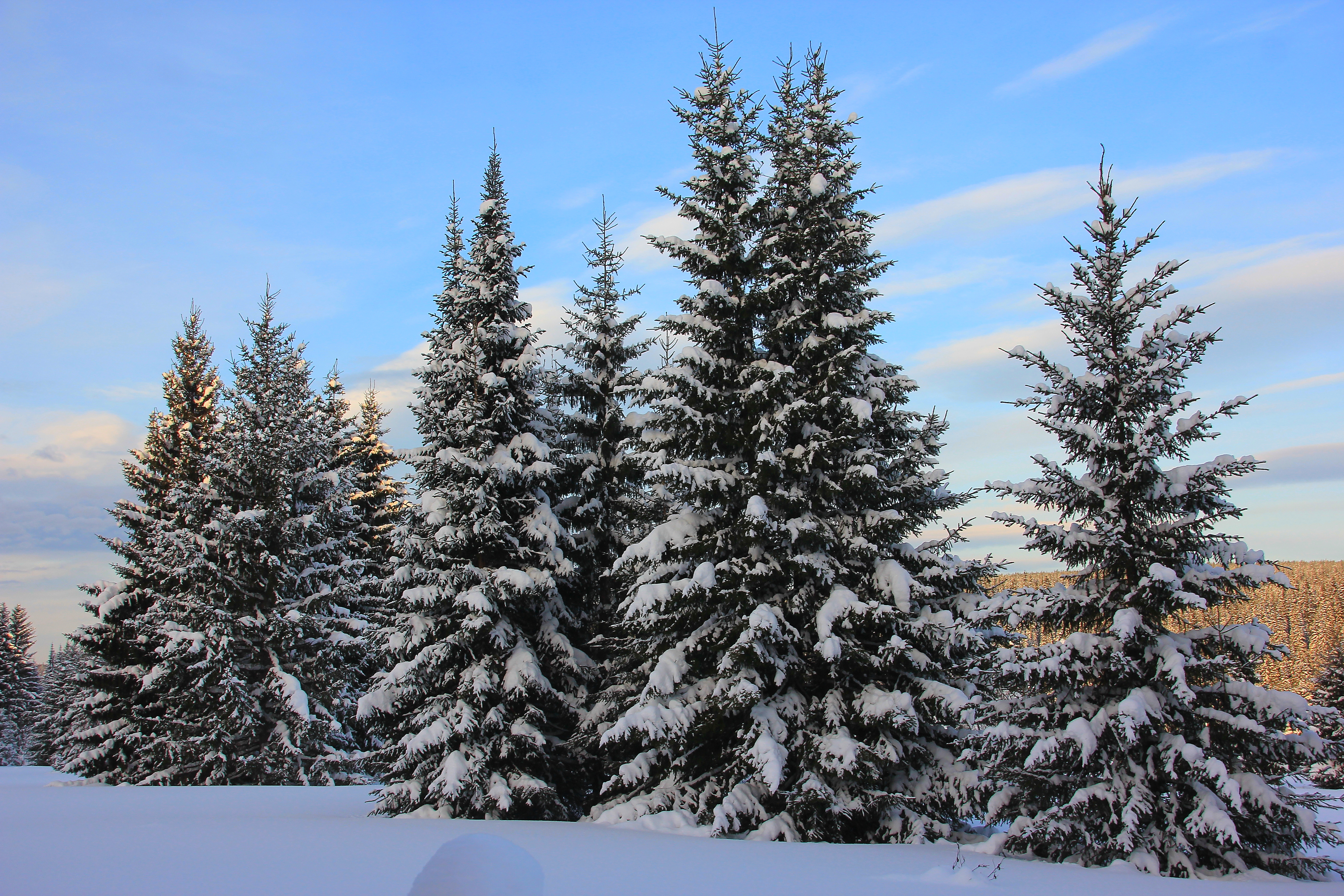 Earth Winter Tree Fir Snow Forest 5184x3456