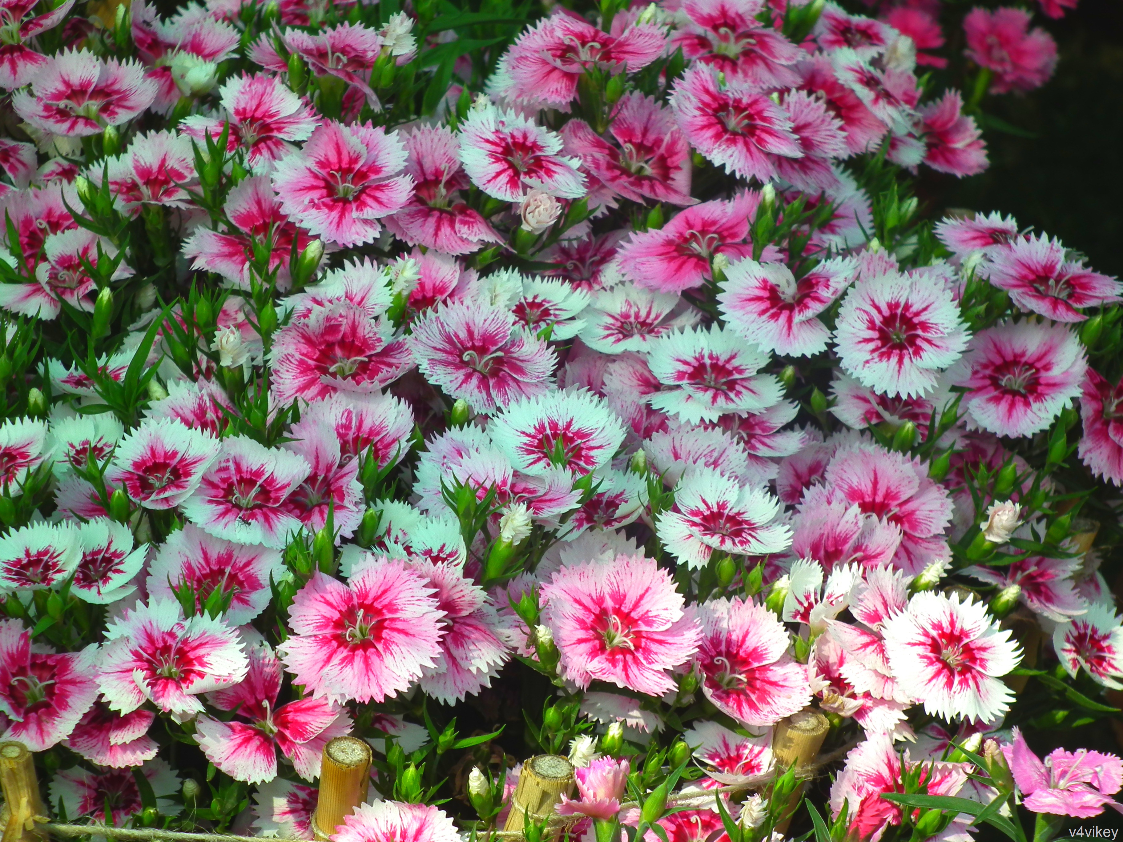 Earth Flower Dianthus White Flower 3648x2736