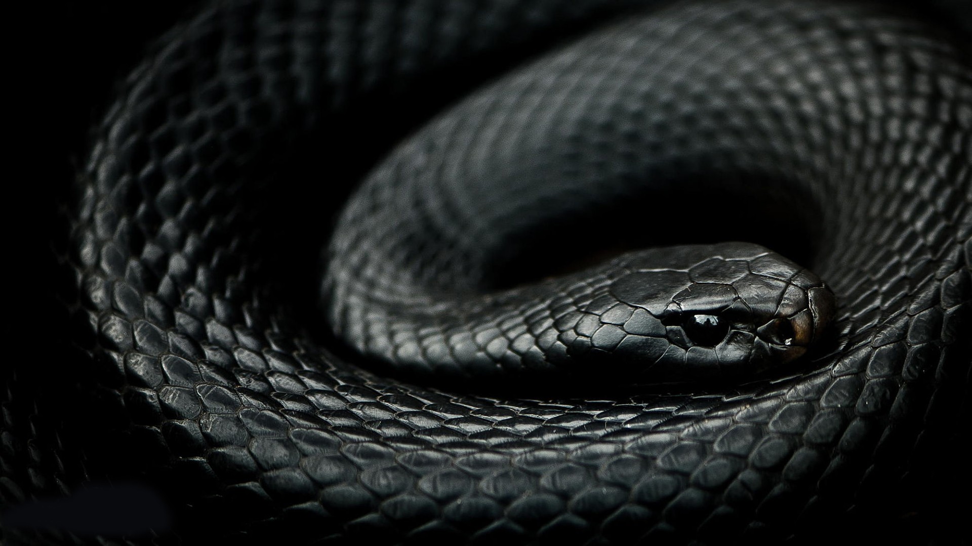Reptiles Snake Mamba Animals Black Scales 1920x1080