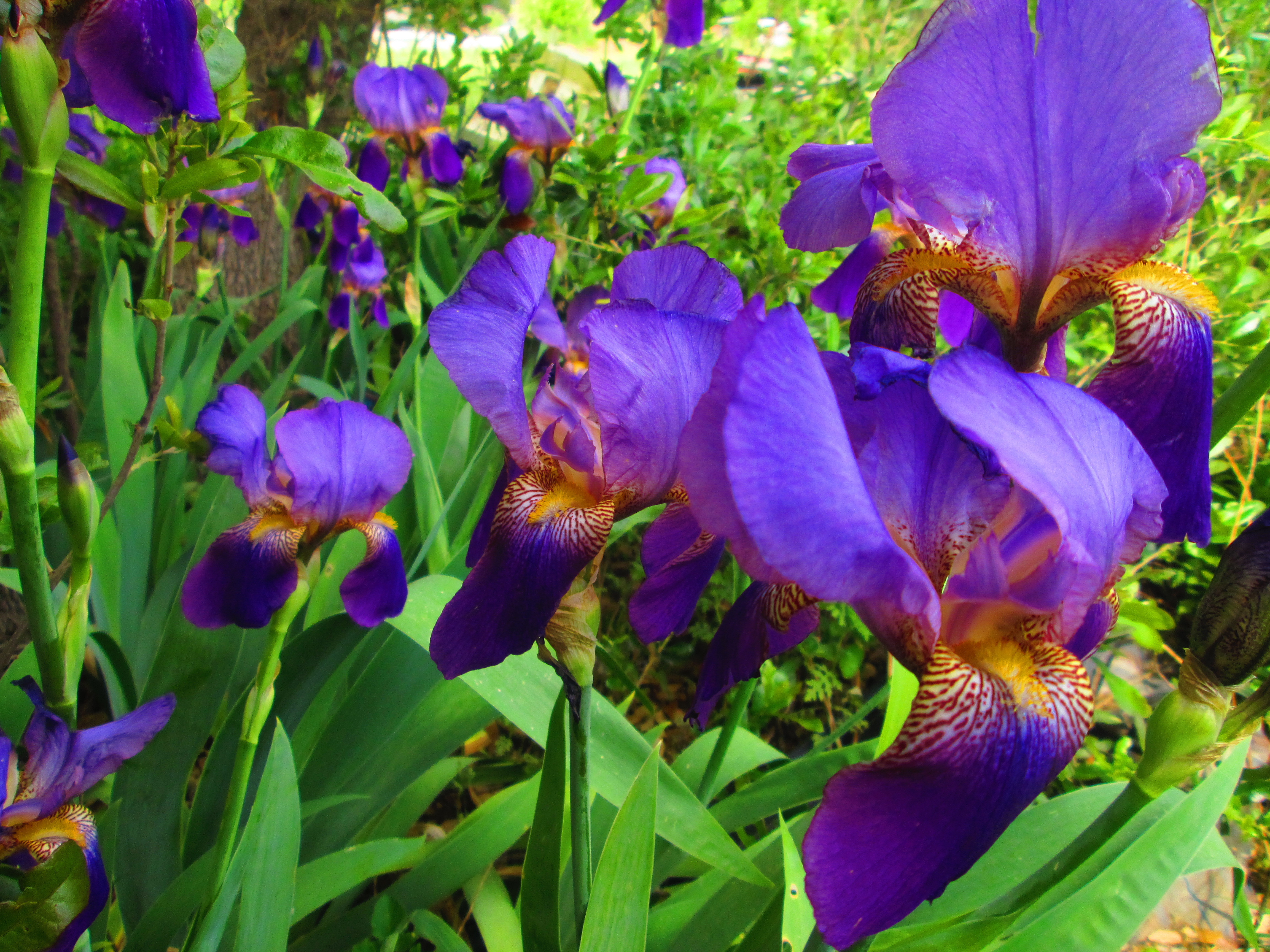 Purple Flower Nature 4608x3456