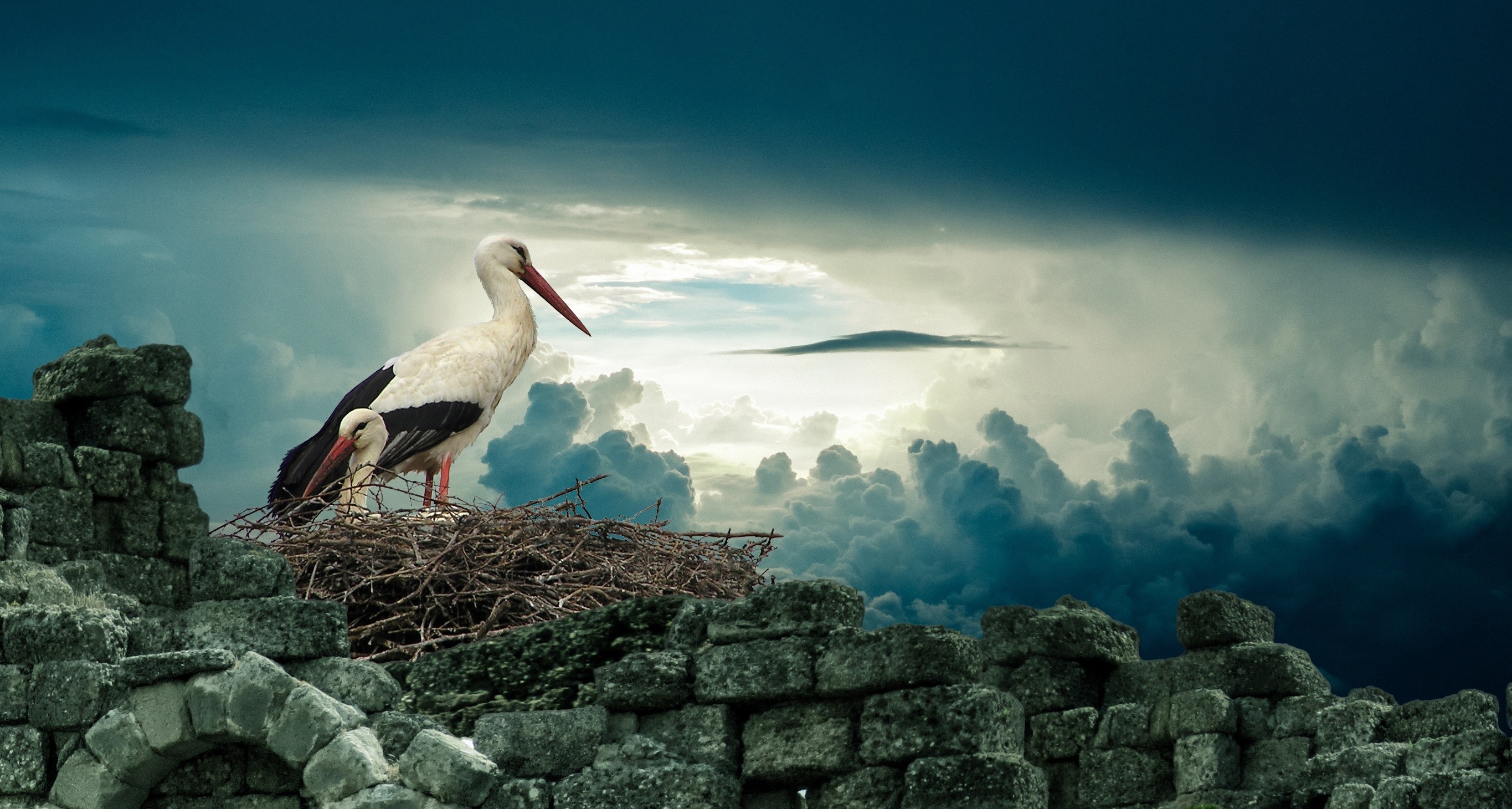 Birds Nests Clouds 2730x1460