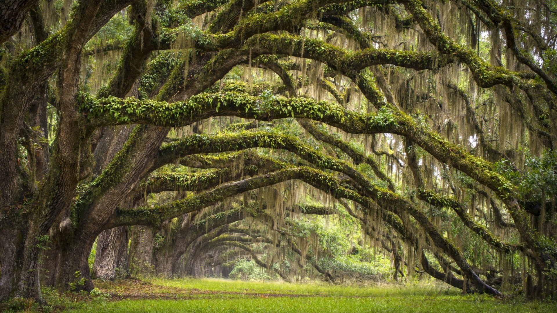 Nature Landscape Trees Branch Leaves South Carolina USA Forest Moss Grass Field 1920x1080