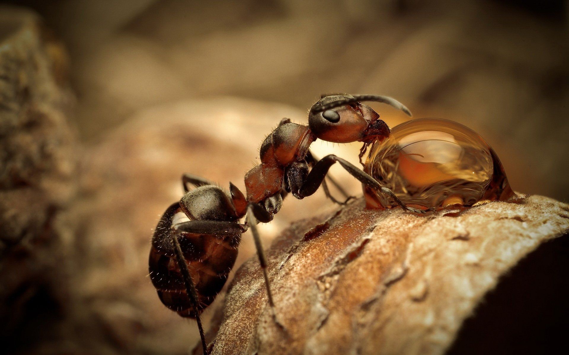 Insect Animals Nature Ants 1920x1200