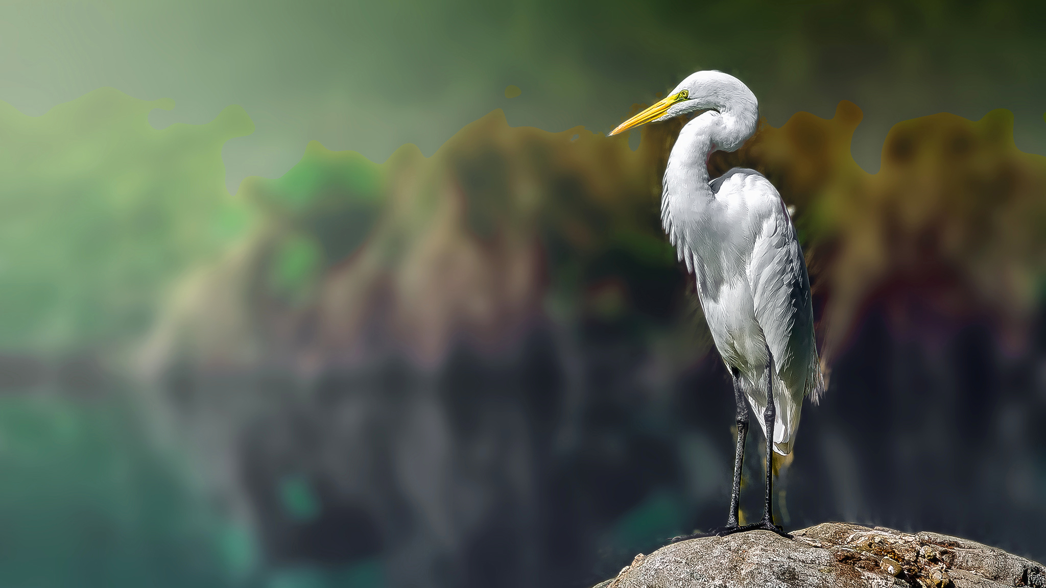 Egret White Herons Animals Blurred Birds 2048x1152