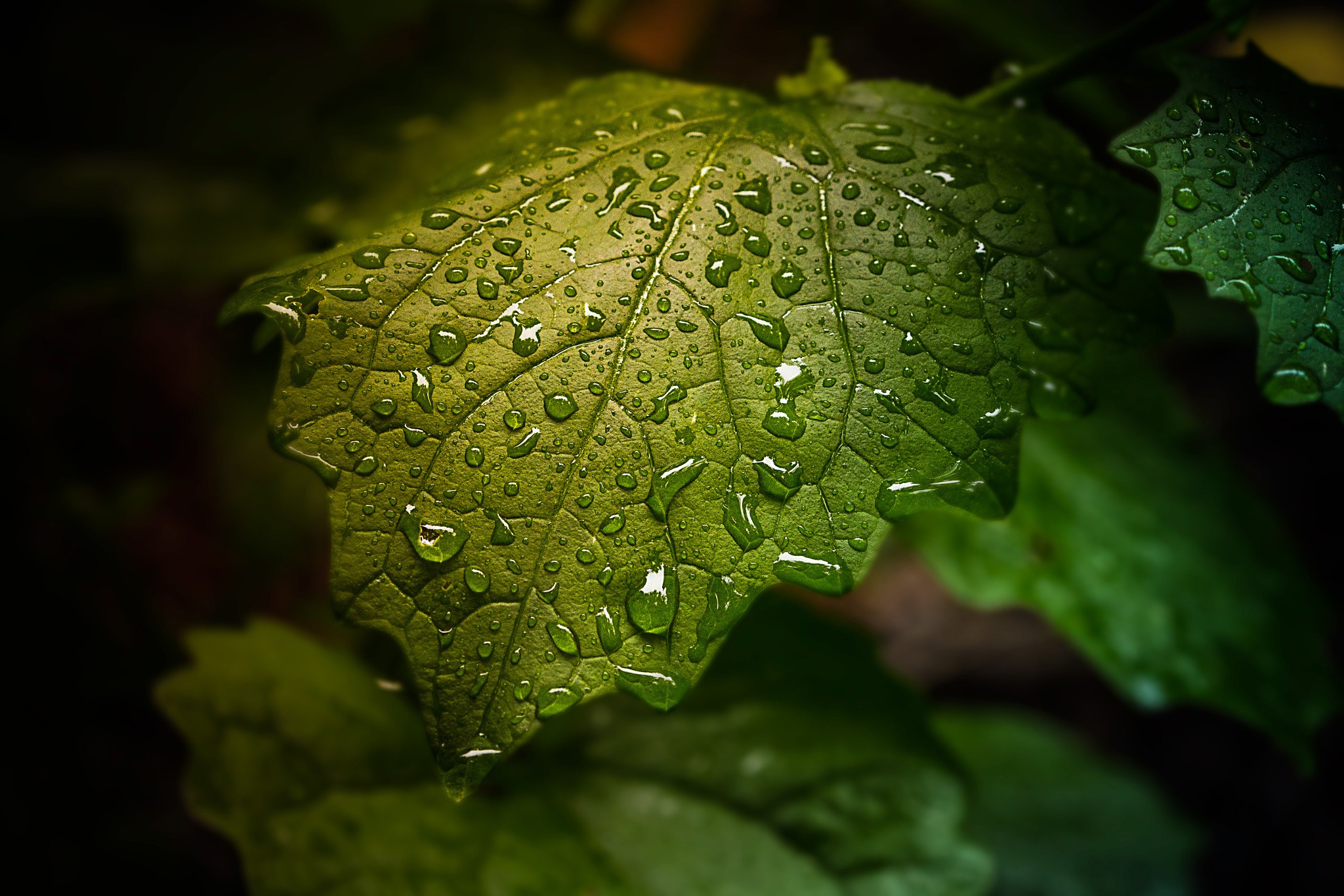 Sheet Water Dew Plants Green Nature Leaves 2048x1365