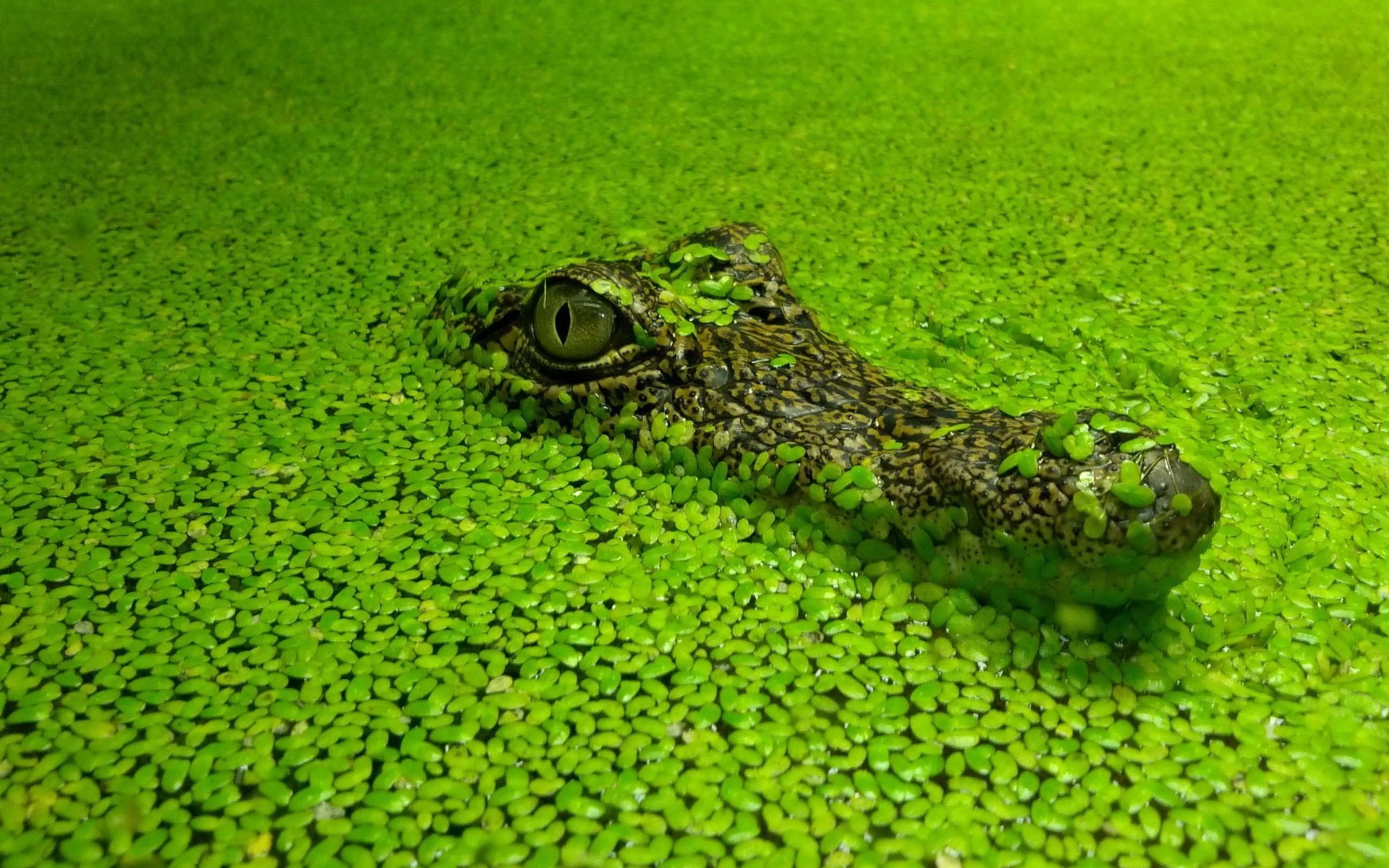 Crocodiles Nature Green Reptiles 1920x1200