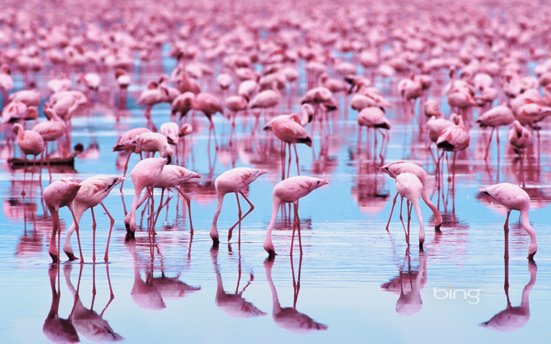 Birds Flamingos Water Reflection 1920x1200