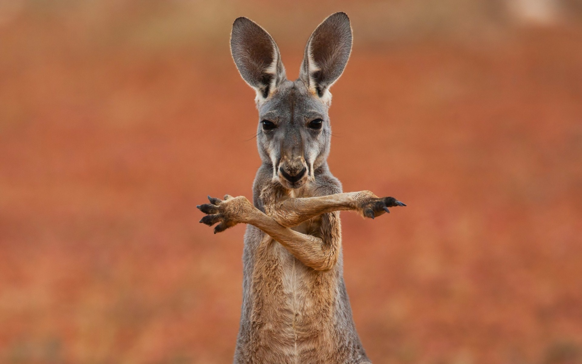 Animals Kangaroos Mammals 1920x1200