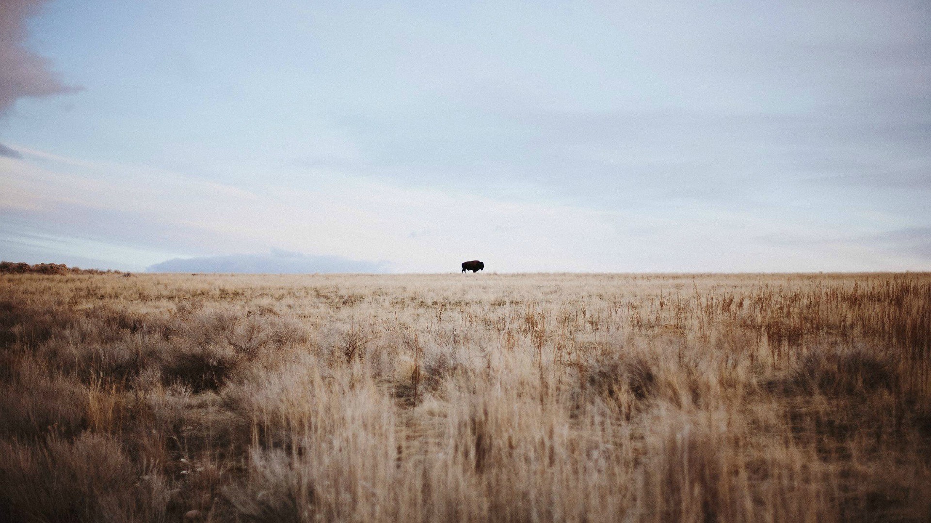 Wheat Buffalo Sky 1920x1080