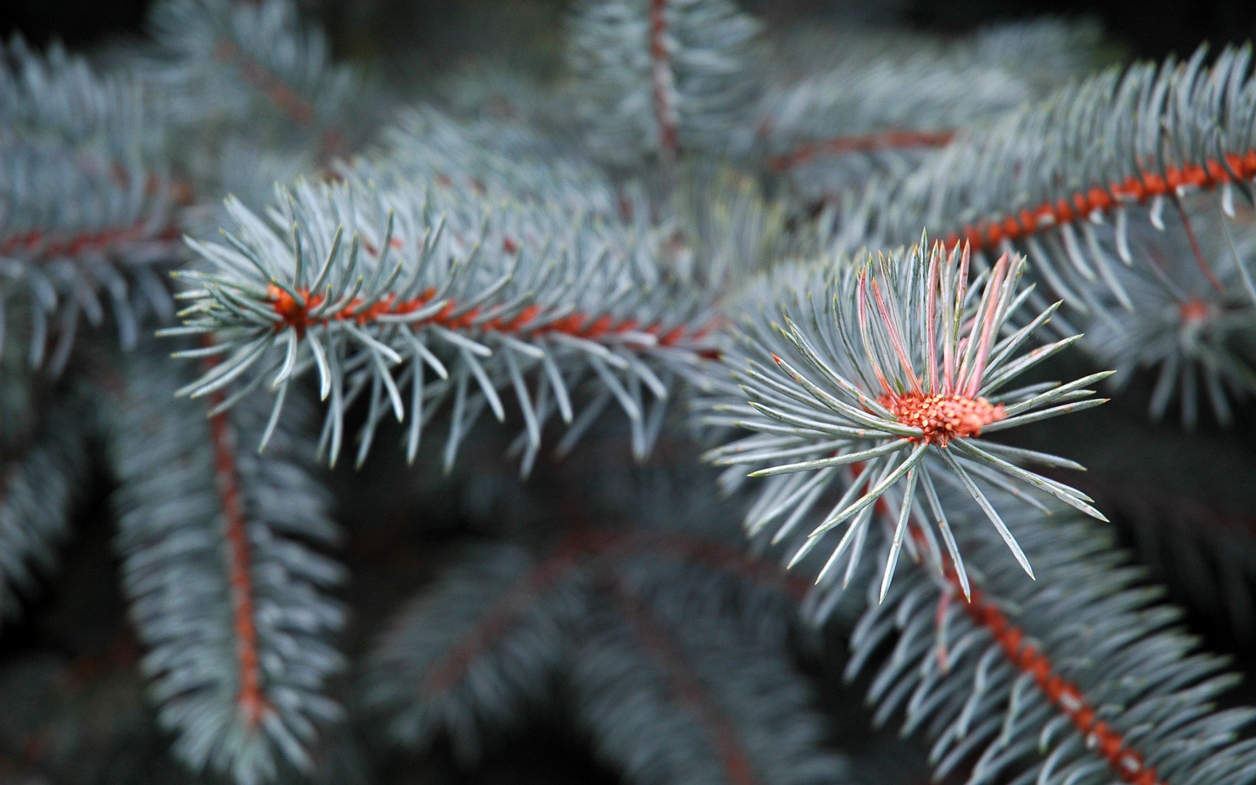 Macro Nature Trees Conifer Branch Depth Of Field 2560x1600