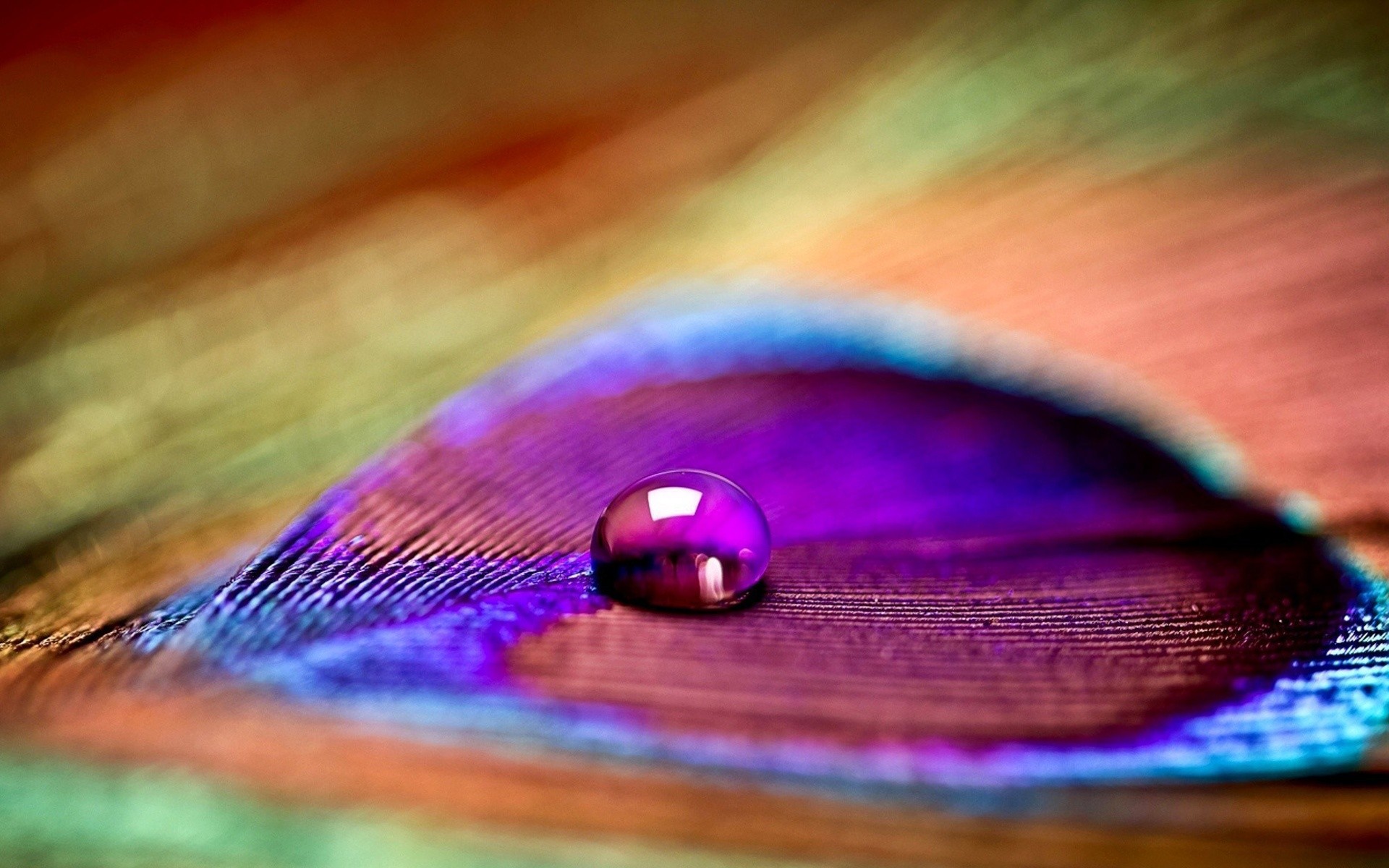 Feathers Peacock Peacocks Water Drops Macro Tilt Shift Colorful 1920x1200