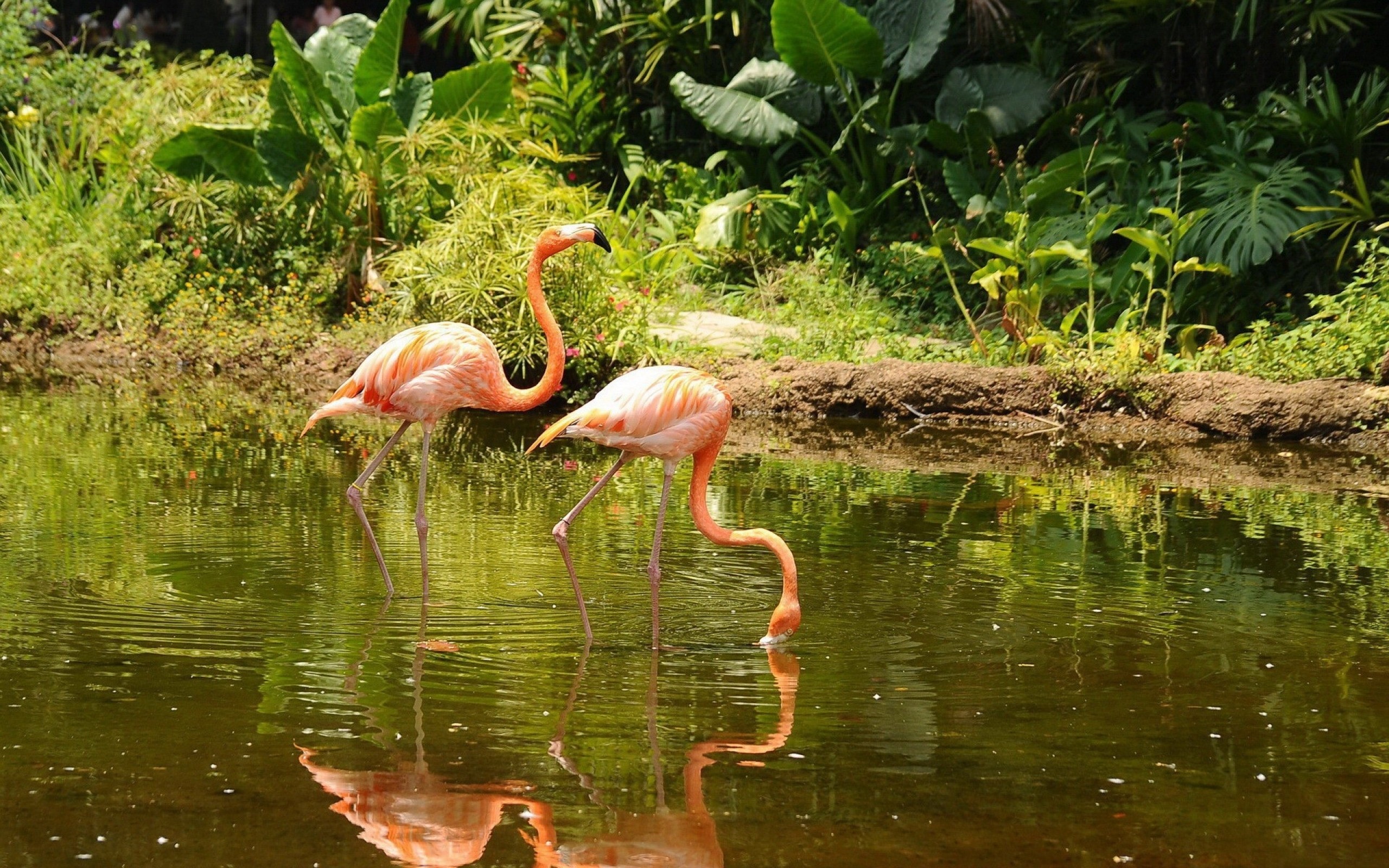 Flamingos Birds Wildlife Pond Animals 2560x1600