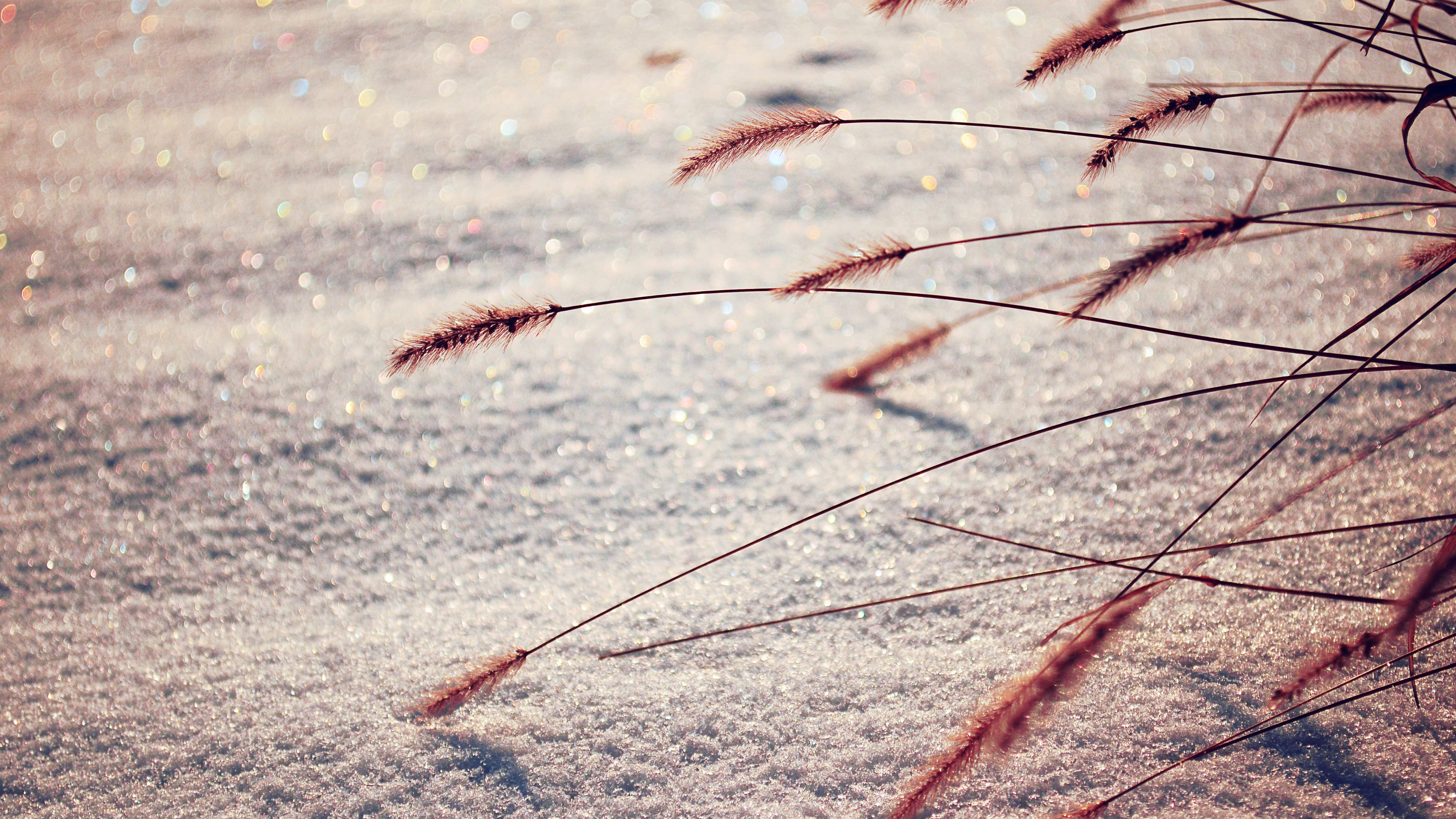 Nature Macro Snow Reeds Depth Of Field 3840x2160