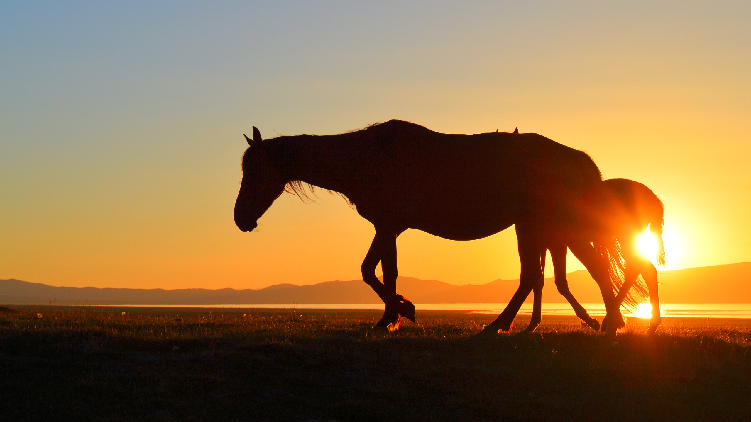 Horse Kyrgyzstan Song Kul Sunset Lake Silhouette 2560x1440
